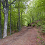 Strade forestali in Pratomagno 