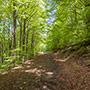 Strade forestali in Pratomagno 