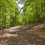 Strade forestali in Pratomagno 