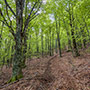 Piste forestali in Pratomagno 