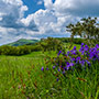 Viole del Pratomagno