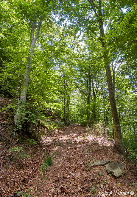 Pista forestale Pian del Lelli