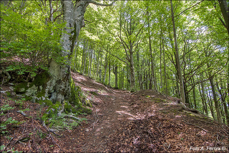 Pista forestale Pian del Lelli