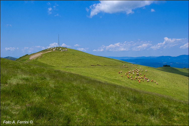 Poggio Pianellaccio, Pratomagno