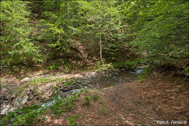 Torrente Ciuffenna