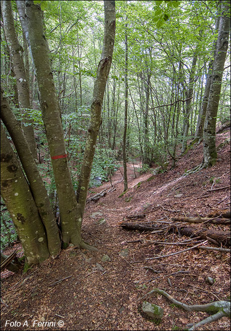 Sentiero verso Rocca Ricciarda