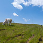 Poggio Pianellaccio, Pratomagno