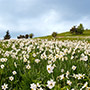 Fiori del Pratomagno