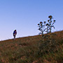 Fiori del Pratomagno