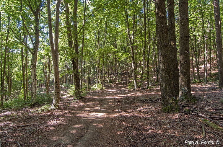 Strada forestale verso il crinale 
