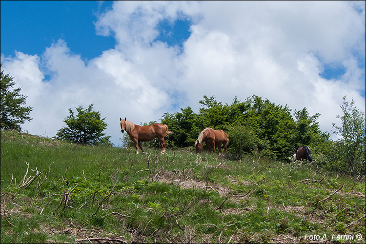 Cavalli in Pratomagno 