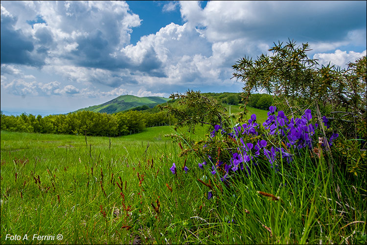 Viole del Pratomagno