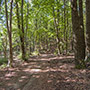 Strada forestale verso il crinale 