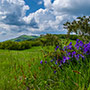 Viole del Pratomagno