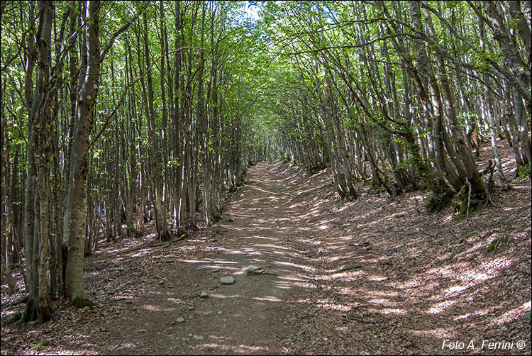 Pratovecchio Stia, territorio comunale