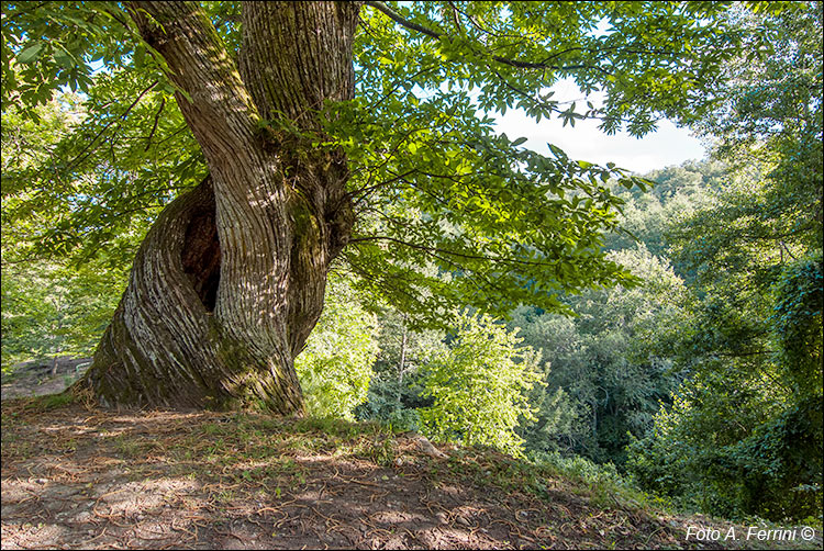 Pratovecchio Stia, territorio comunale