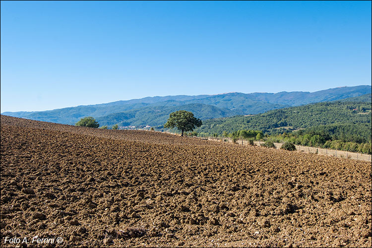 Pratovecchio Stia, territorio comunale
