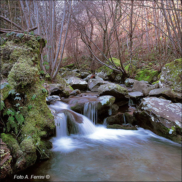 Torrente Barbozzaia, Raggiolo