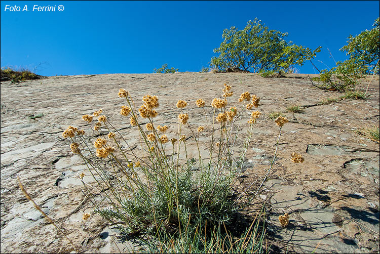 Rocca Ricciarda