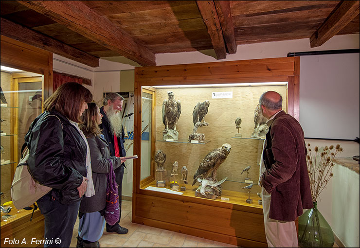 Collezione Ornitologica Carlo Beni, Stia