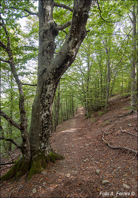 CAI 49 a Monte di Loro