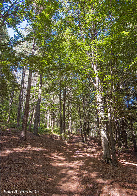 Il bosco alla Casetta del Conforto