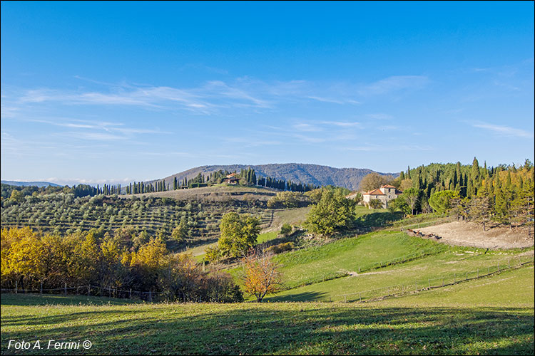 Poggio d’Acona
