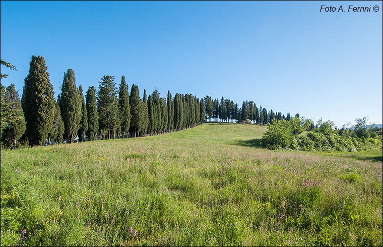 Poggio d’Acona
