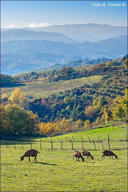 Poggio d’Acona
