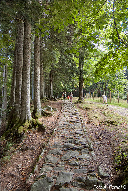 Passeggiate Vallombrosa