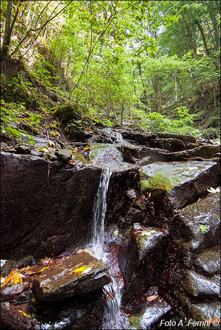 Fossi di Vallombrosa