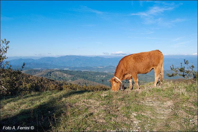 Panorama sul Casentino