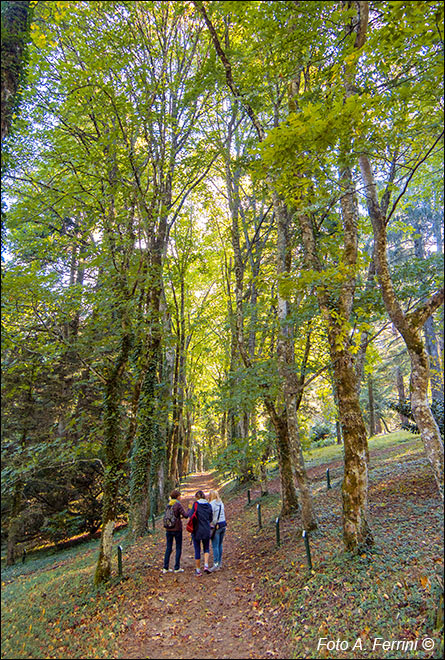 Arboreto di Vallombrosa