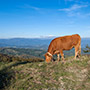 Panorama sul Casentino