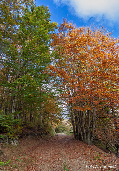 Foliage sul CAI 32