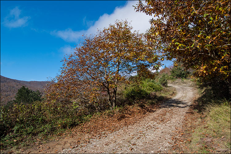 Foliage sul CAI 40
