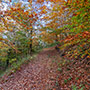 Trekking con foliage
