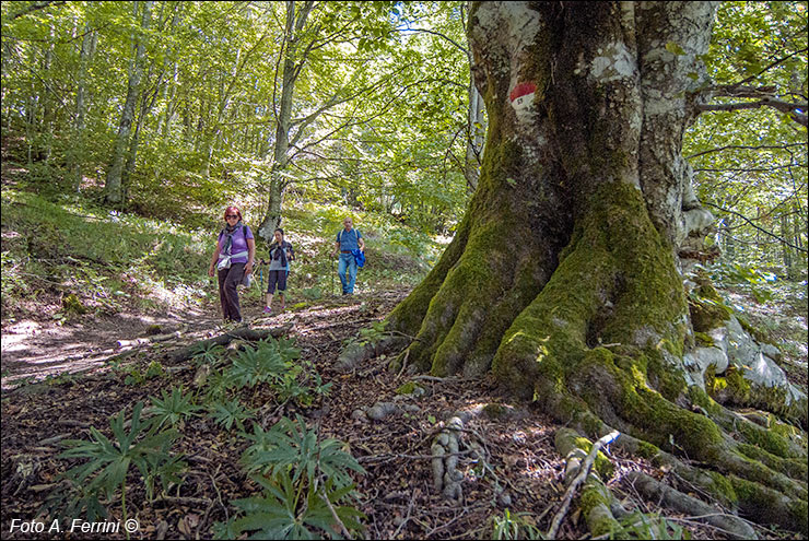 Via Romea, Passo Serra