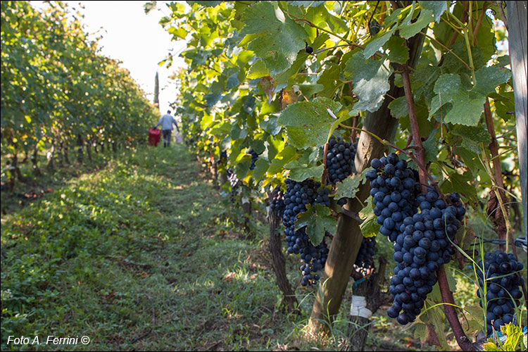 Villa la Ripa, vini di Arezzo